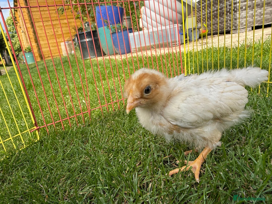 Chickens poultry for sale: Mixed breed day old chicks   - Image 7