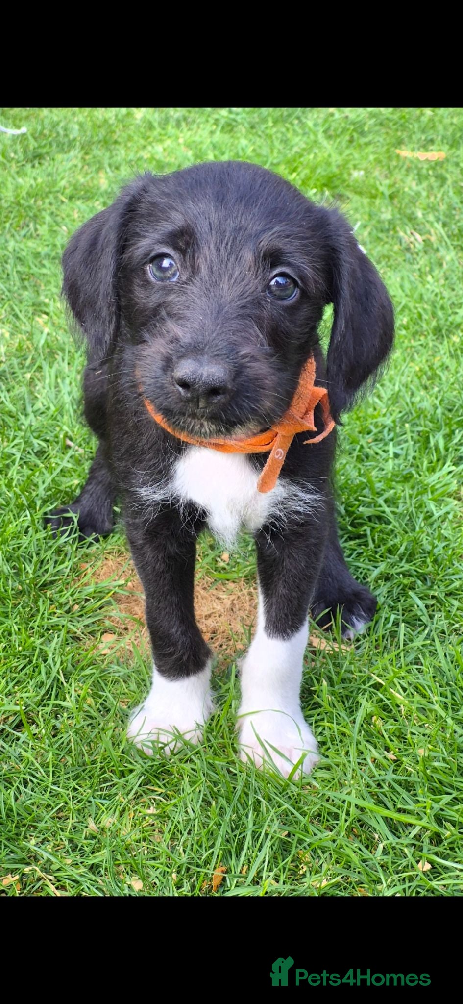 Mixed Breed dogs First cross Bedlington x whippet pup - Advert 2