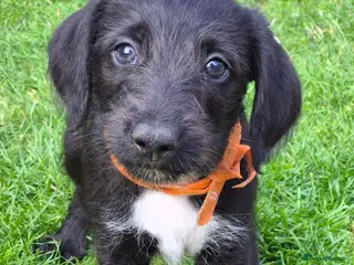 Mixed Breed dogs First cross Bedlington x whippet pup - Advert 2