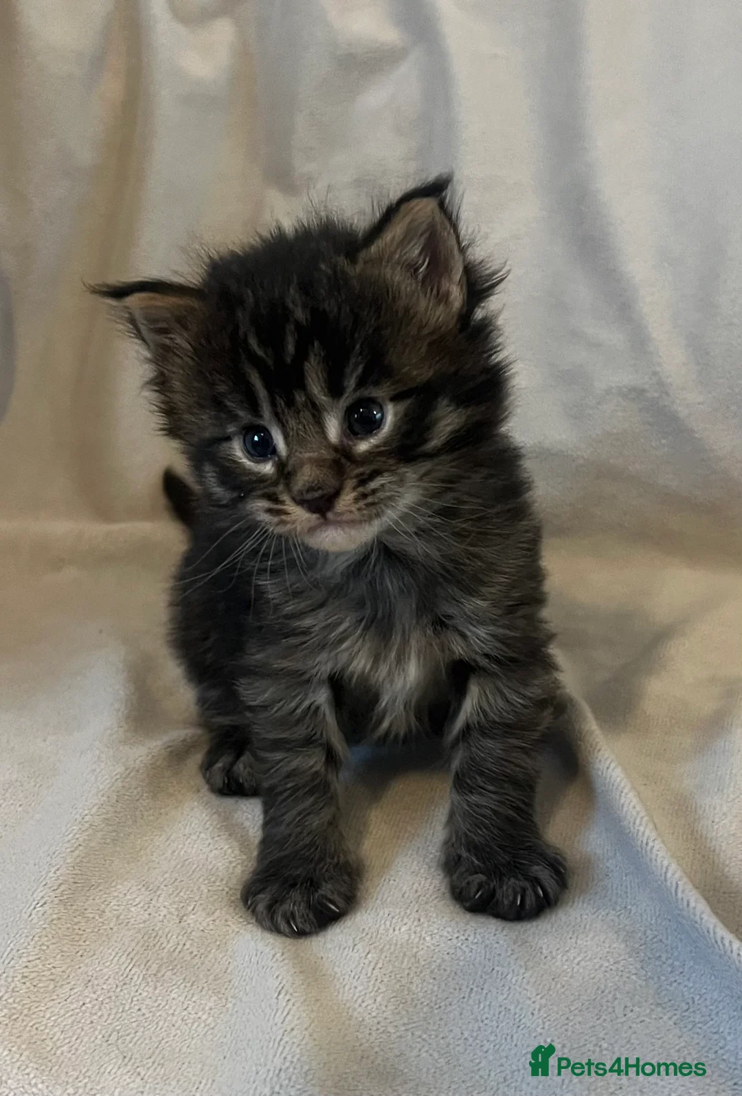 Maine Coon cats for sale: Beautiful and healthy litter of Maine coon kittens - Advert 29