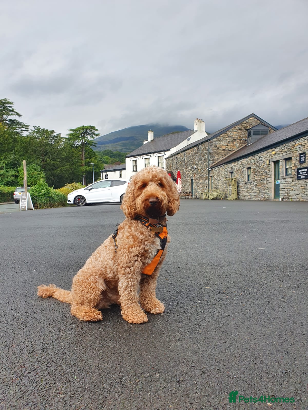 Cockapoo dogs Stunning F1 Cockapoo for stud. - Advert 1
