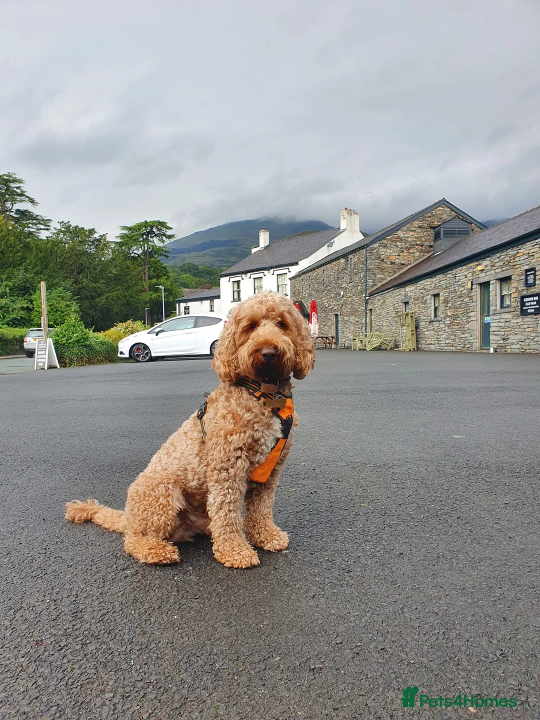 Cockapoo dogs for stud: Stunning F1 Cockapoo for stud. - Advert 1