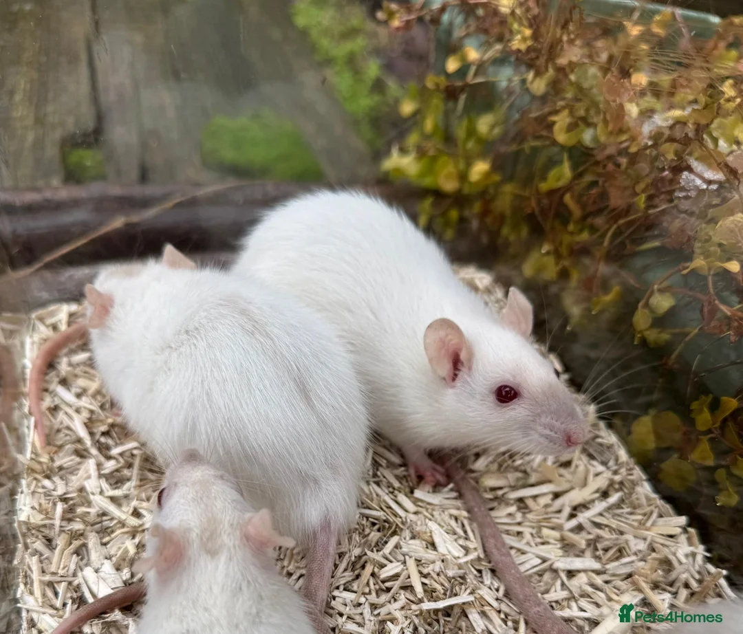 Rat rodents for sale: Gorgeous baby rats dwarf and full size Sheffield - Advert 11