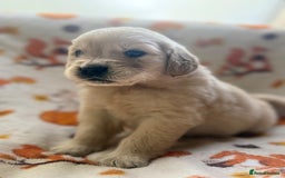 Golden Retriever dogs for sale: 🐾 Adorable 5-Week-Old Golden Retriever Puppies 🐾 - Image 6