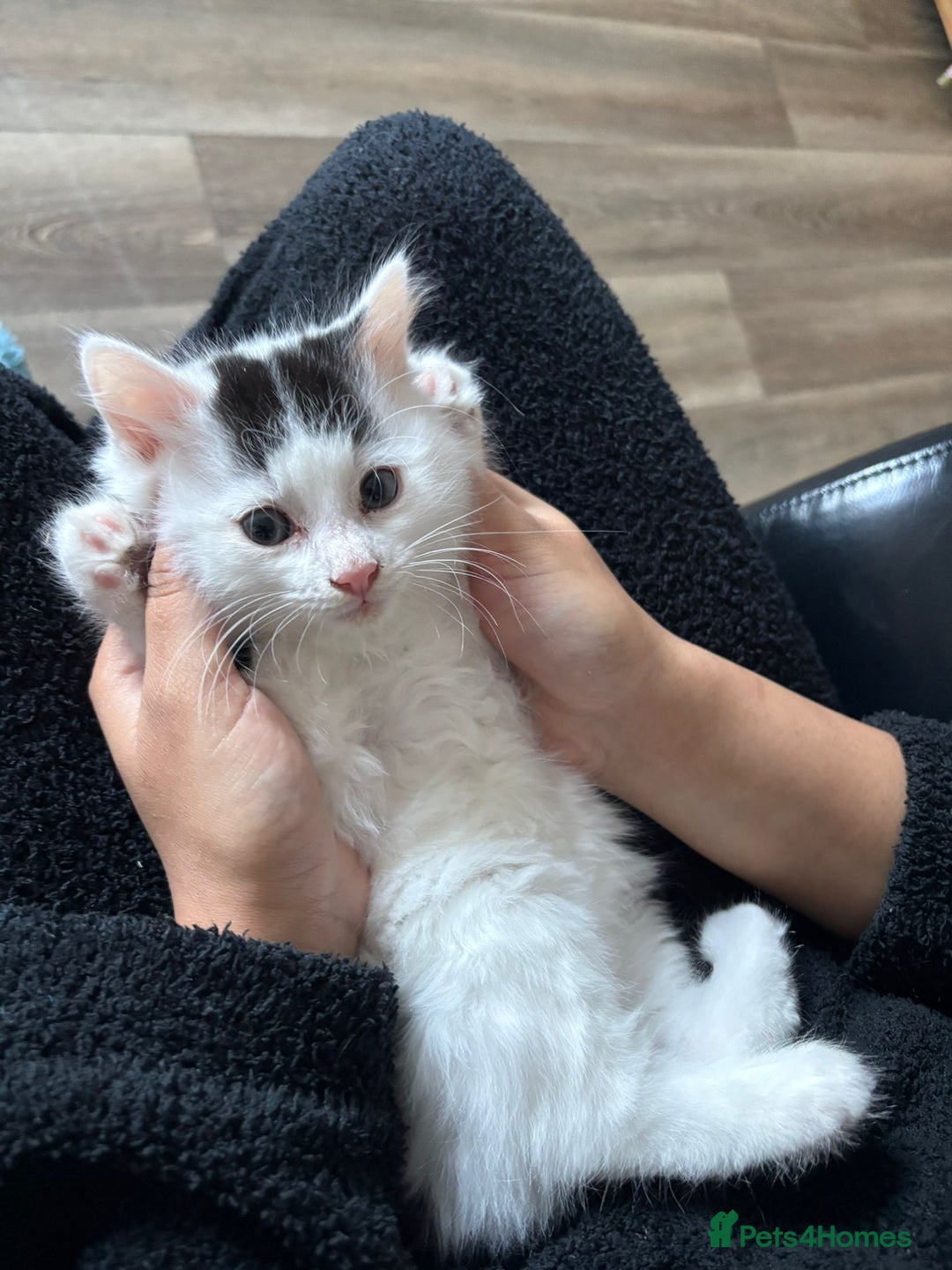 Mixed Breed cats for sale: Adorable Half-Manx Kittens 🐾 - Image 16
