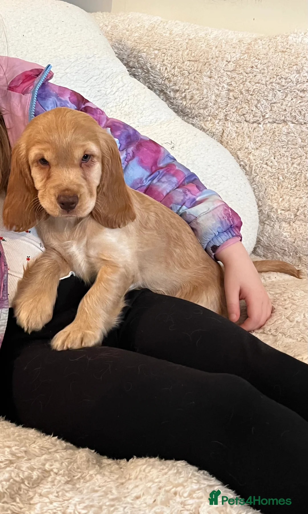Cocker Spaniel dogs for sale: Health tested KC show type cocker 🐶 ⭐️  - Advert 12