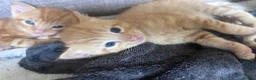 Mixed Breed cats for sale: Gorgeous ginger male kittens  in Falmouth - Advert 3