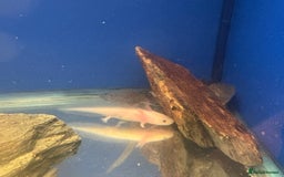 Axolotl reptiles for sale: Adorable Axolotls  - Image 5