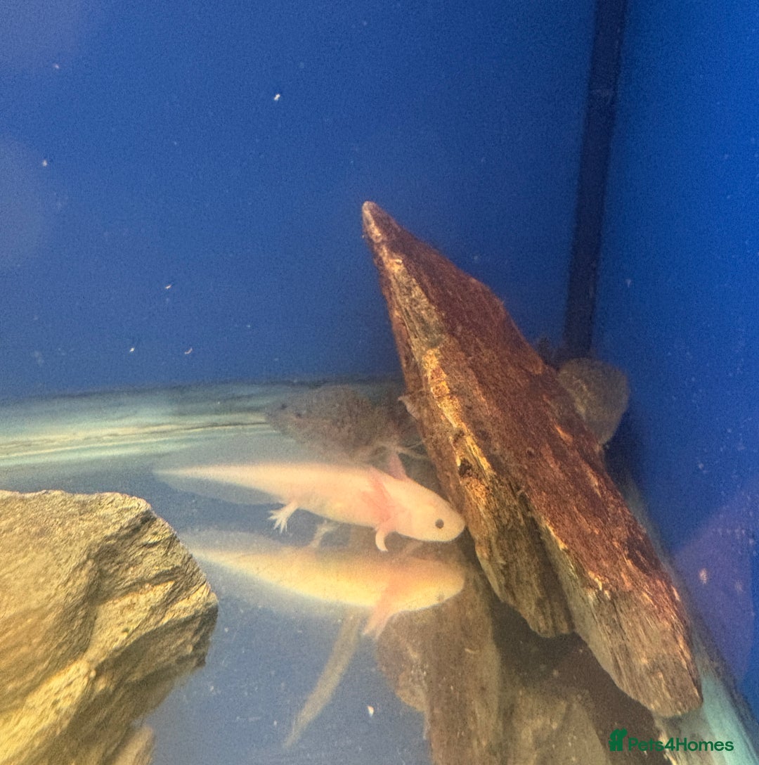 Axolotl reptiles for sale: Adorable Axolotls  - Image 5
