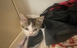 British Longhair cats for sale: Boy kitten for sale - Image 3