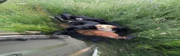 Cocker Spaniel dogs for sale: Cocker spaniel male black KC reg - Advert 14