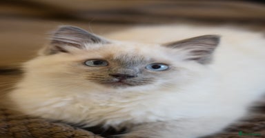 Ragdoll cats - Advert 7