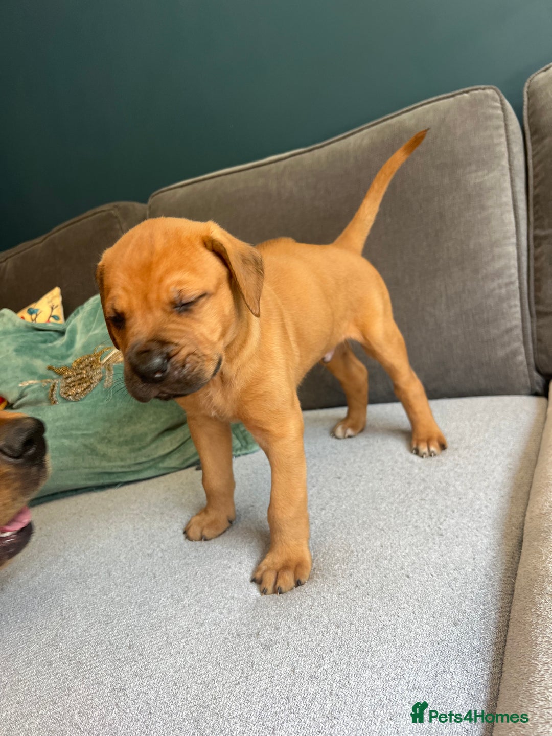 Mixed Breed dogs for sale: Puppies looking for forever homes 🏡 - Image 10