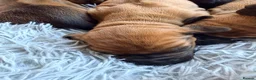 Rhodesian Ridgeback dogs for sale: Outstanding Rhodesian Ridgeback puppies ready 4wk - Advert 28