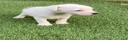 Jack Russell dogs for sale: Beautiful Jack Russell puppies  - Advert 11