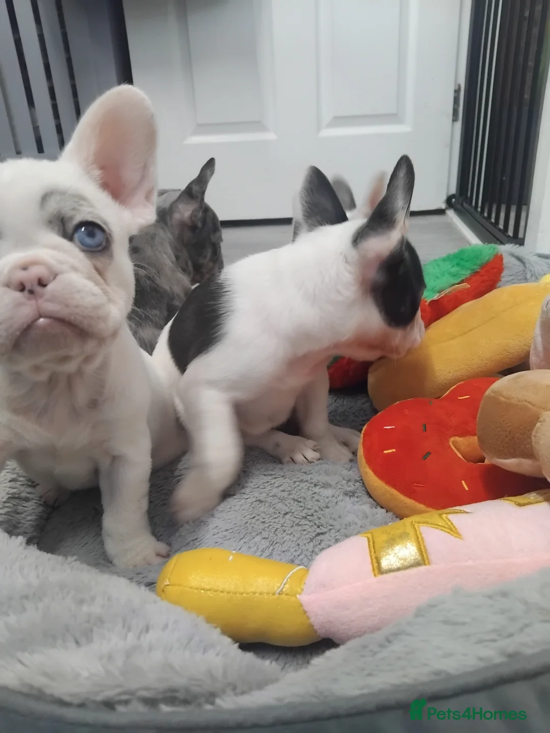 French Bulldog dogs for sale: Beautiful French bulldog pups - Advert 9