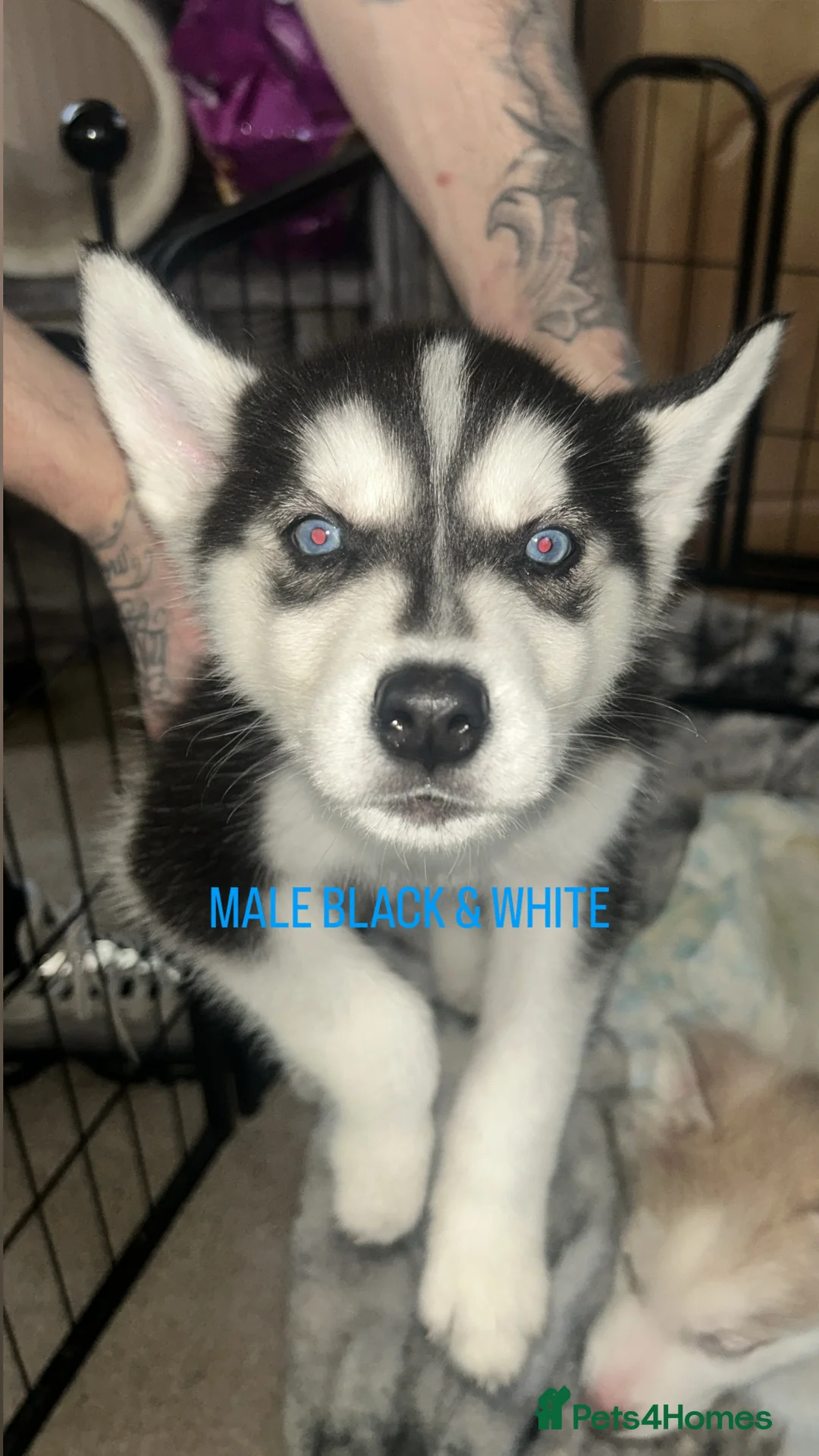 Siberian Husky dogs for sale: PURE SIBERIAN HUSKY PUPPIES  - Advert 14