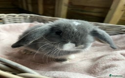 Mini Lop rabbits for sale: Gorgeous mini lops  - Advert 3
