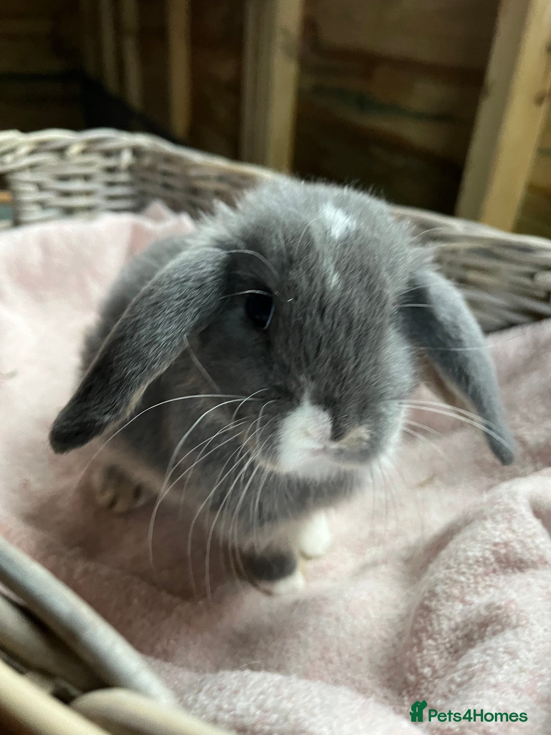 Mini Lop rabbits for sale: Gorgeous mini lops  - Advert 3