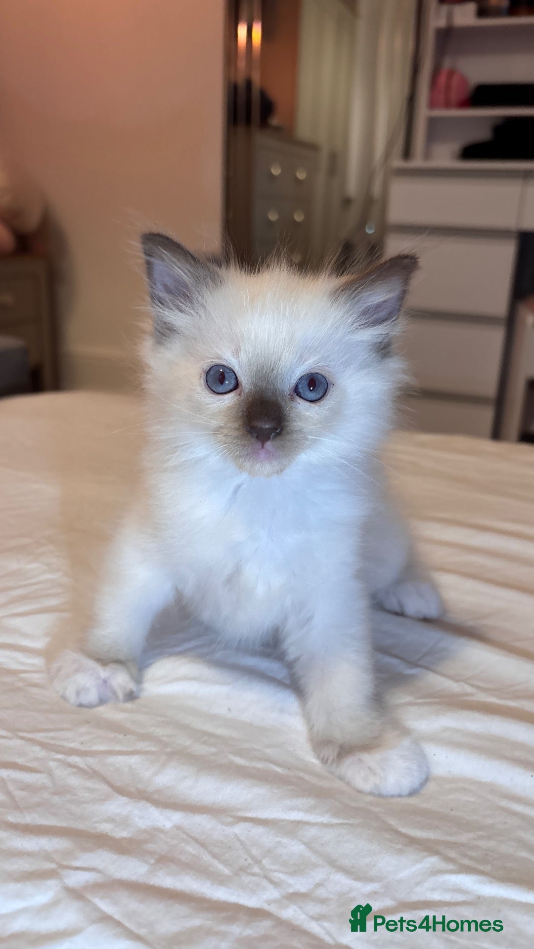 Ragdoll cats Kittens ready for the forever home . - Advert 5