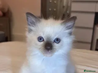 Ragdoll cats Kittens ready for the forever home . - Advert 5