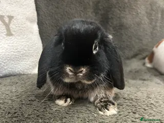 Mini Lop rabbits 3 female rabbits for sale - Advert 1