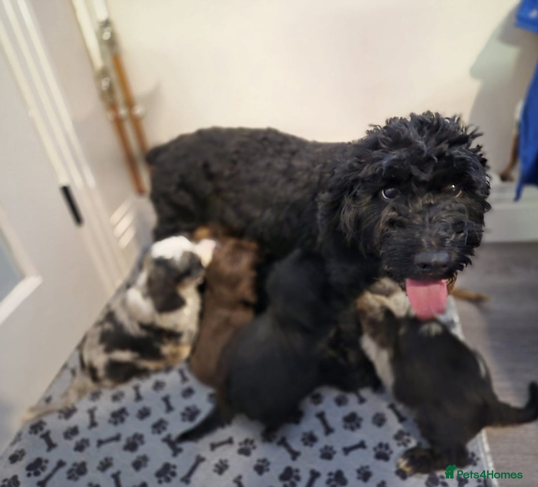 Cockapoo dogs for sale: F1 Merle cockapoos  - Image 10