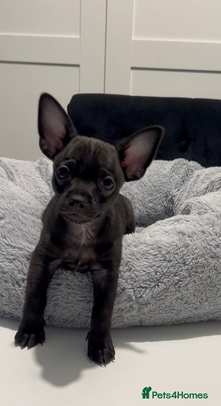 Chihuahua dogs READY TO GO Chihuahua puppies 2x boys 1x girl  - Advert 8