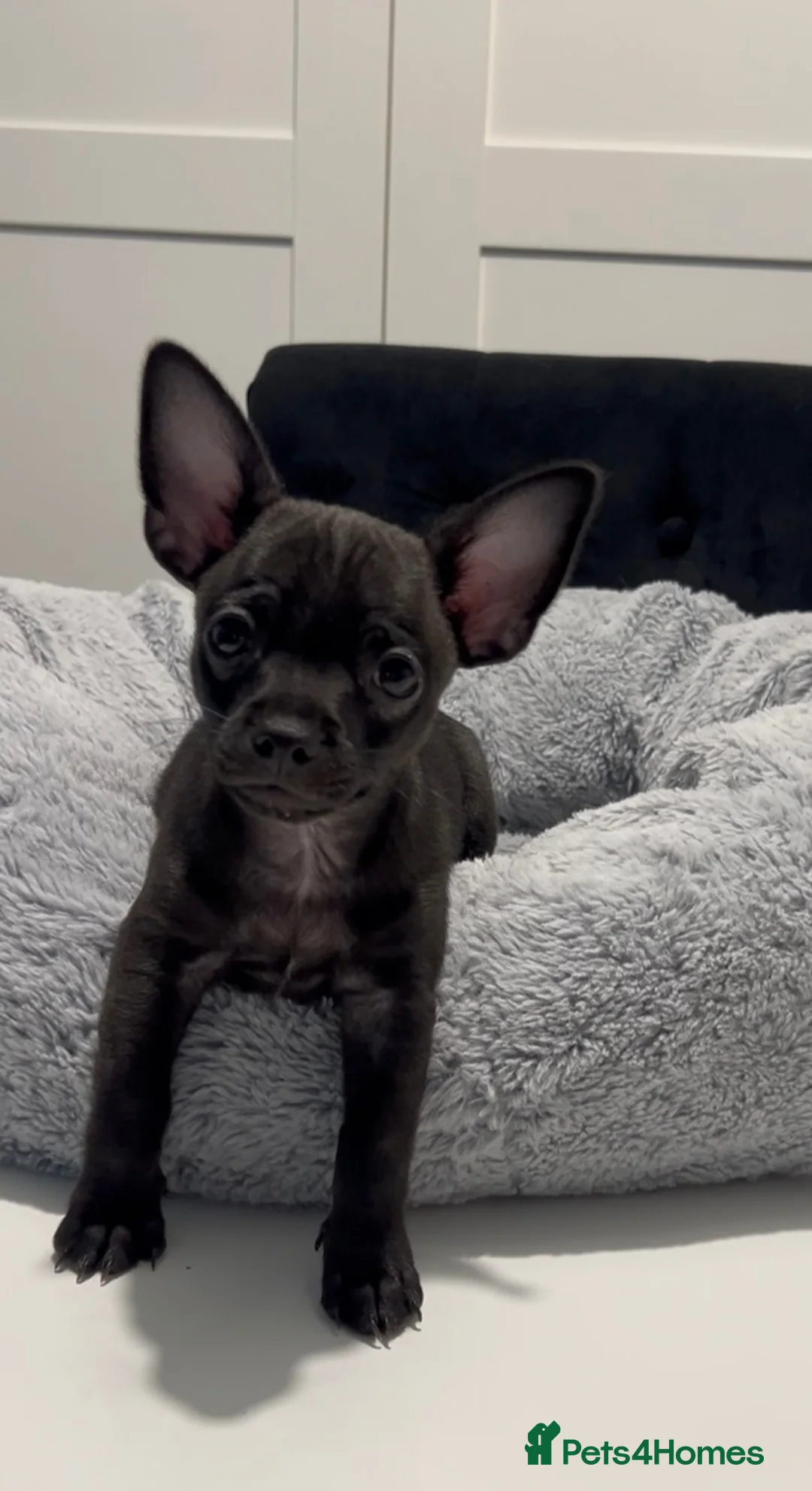 Chihuahua dogs for sale: READY TO GO Chihuahua puppies 2x boys 1x girl  - Advert 1