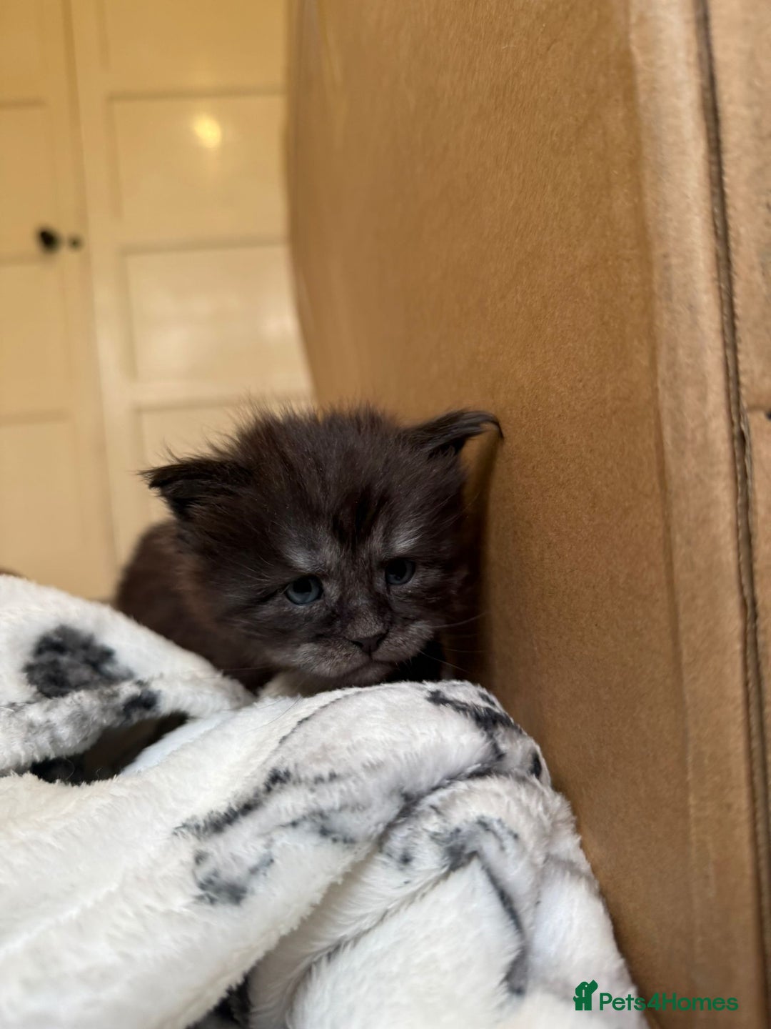 Maine Coon cats for sale: Pedigree Tica Russian Import line Maine Coons - Advert 3