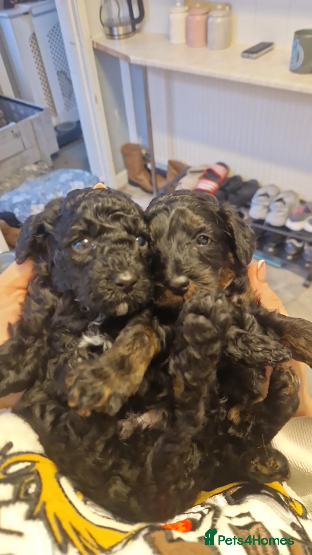 Cockapoo dogs for sale: Toy cockerpoos  - Advert 22