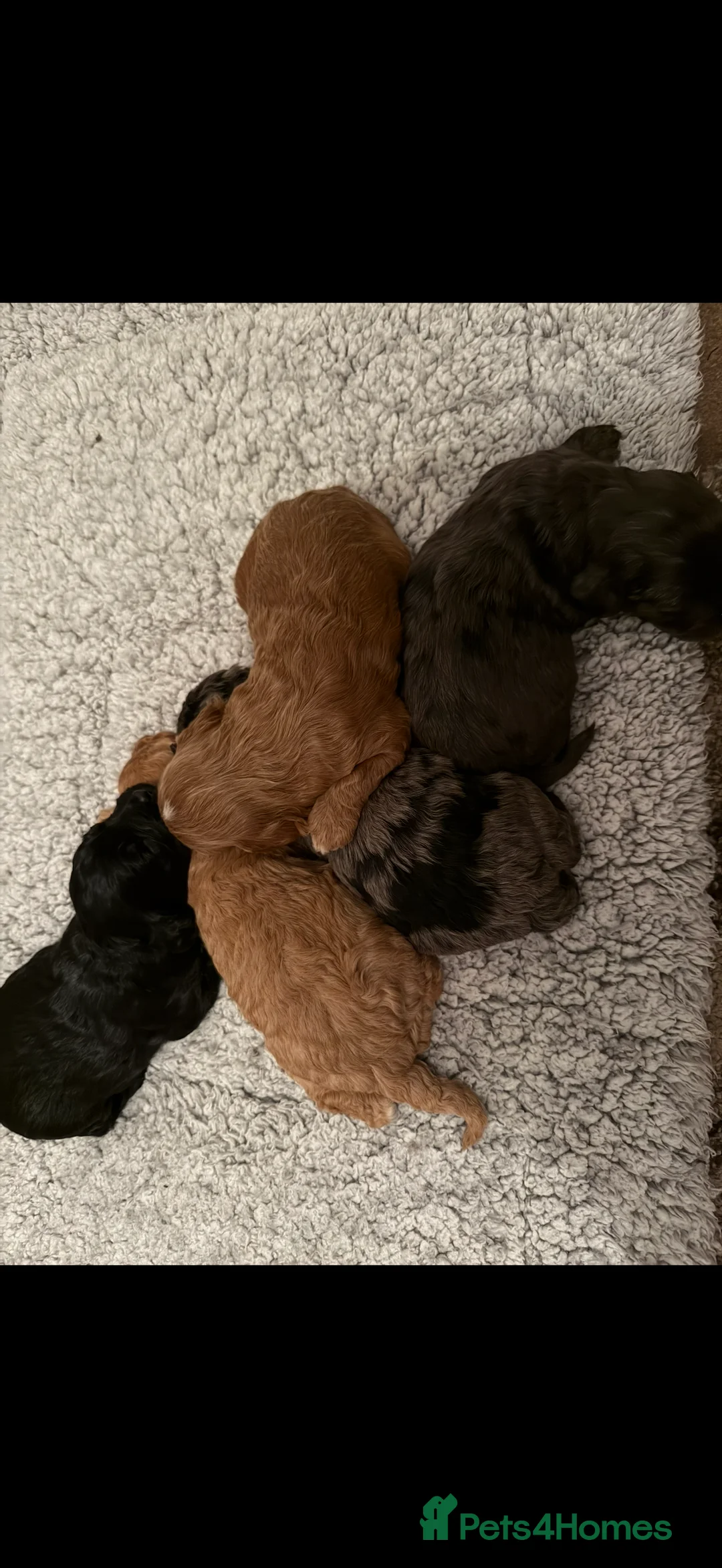 Cavapoo dogs for sale: 5 pups for sale - Advert 2