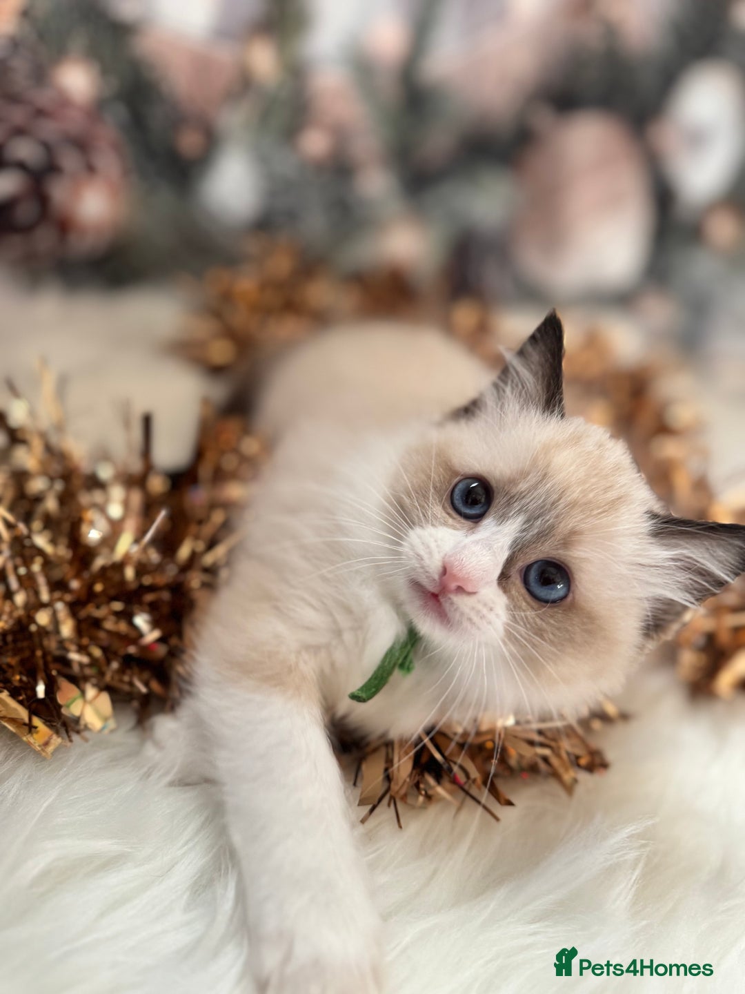 Ragdoll cats for sale: 🏆 gccf ragdoll grand champion kittens 🏆 - Advert 23