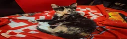 British Shorthair cats for sale: Gorgeous Ginger and Calico kittens  in St Albans - Advert 4