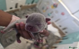 French Bulldog dogs for sale: 5 Beautiful French bulldogs - Image 33