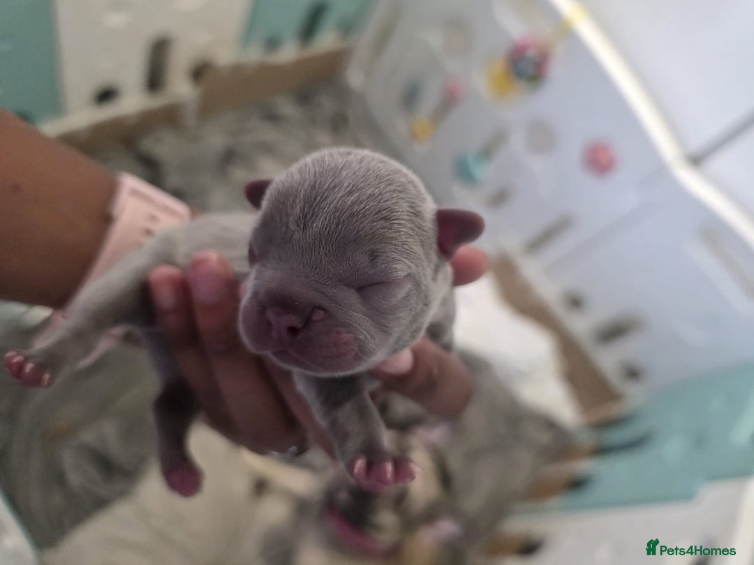 French Bulldog dogs for sale: 5 Beautiful French bulldogs - Image 33