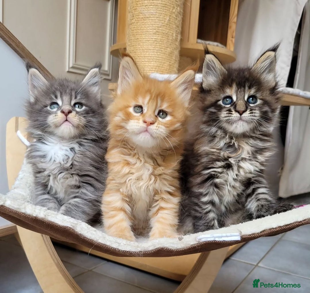 Cat Craigslist Rehoming Pets Pets Looking For A Kitten For Free - Main Image