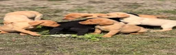 Labrador Retriever dogs for sale: 7 gorgeous kc Labrador puppies - Advert 12