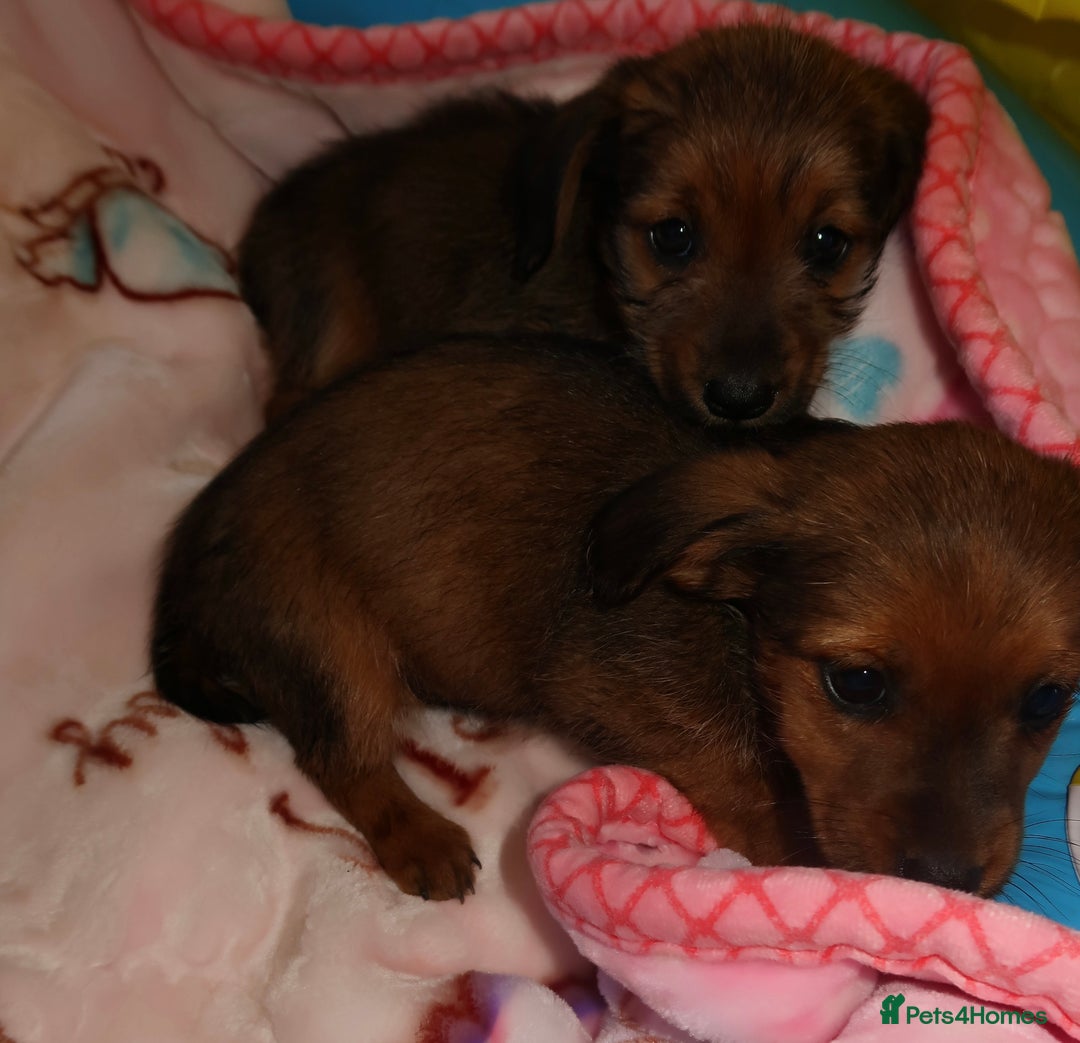 Mixed Breed dogs for sale: Dachshund cross jack russel pups - Image 12