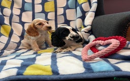Cocker Spaniel dogs for sale: Stunning show cocker spaniel pups  - Image 14