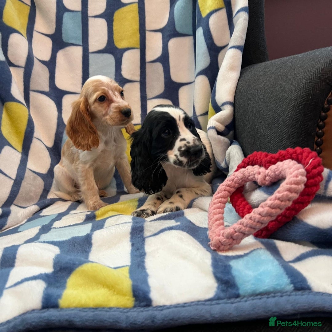 Cocker Spaniel dogs for sale: Stunning show cocker spaniel pups  - Image 14