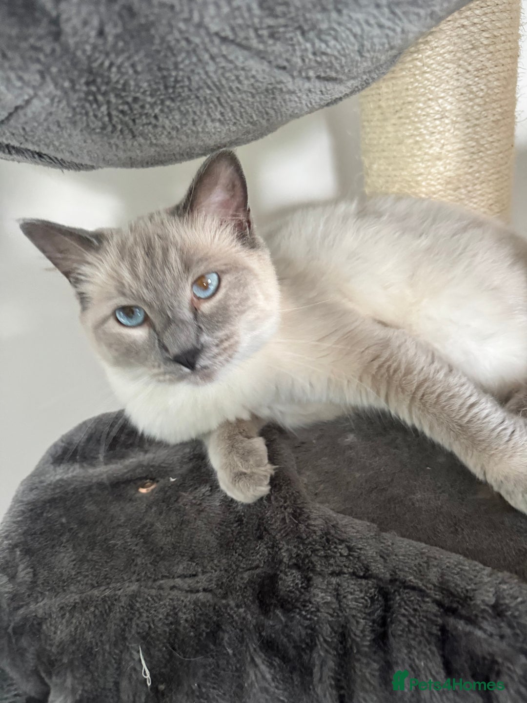 Ragdoll cats for sale: Ragdoll cross Mainecoon kittens  - Image 4