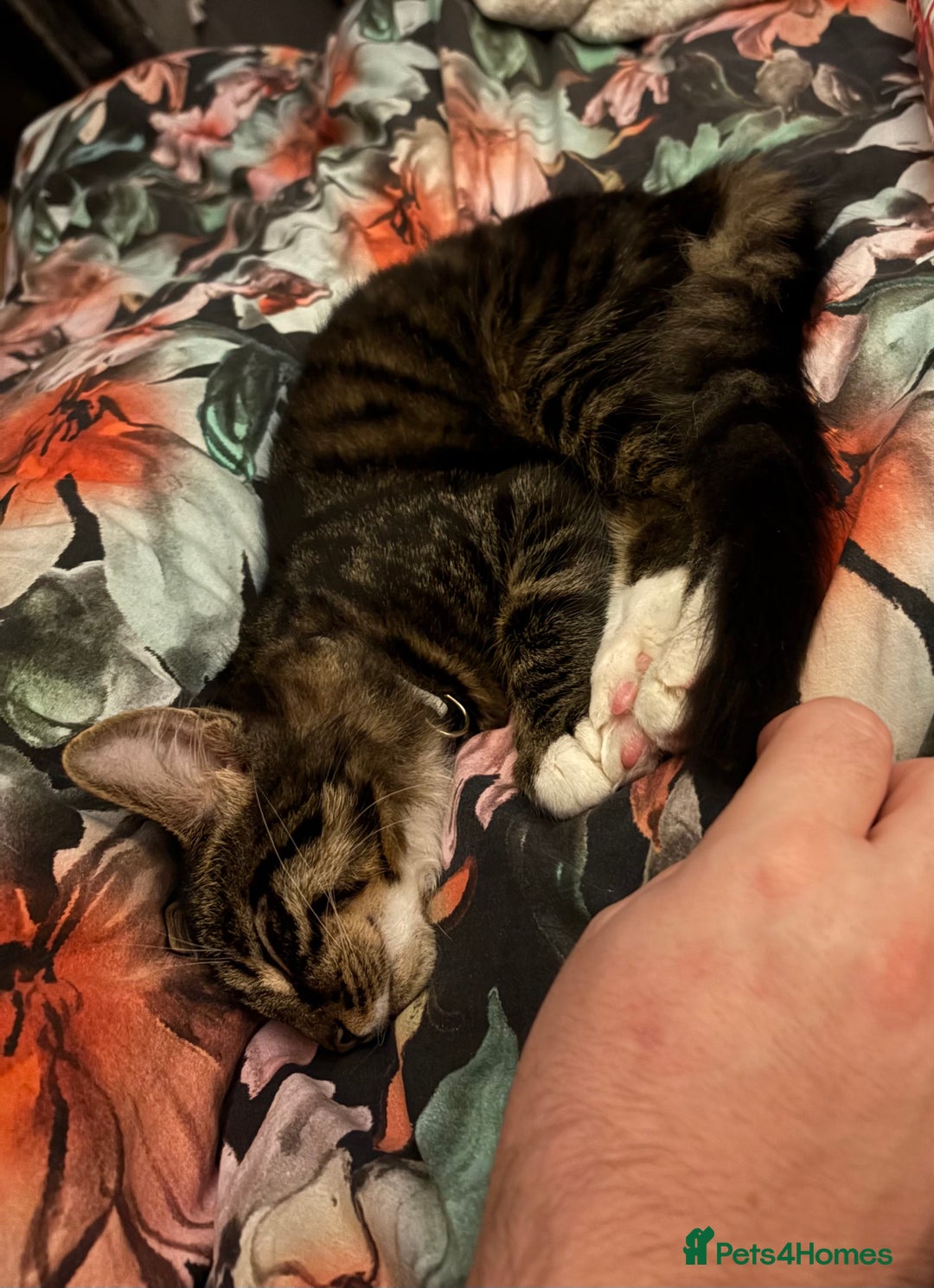 Mixed Breed cats for sale: Beautiful Tabby baby looking for forever home - Advert 4