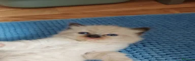 Ragdoll 1
