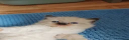 Ragdoll cats for sale: ​Beautiful Ragdoll Kittens  Boys & Girls Available - Advert 3