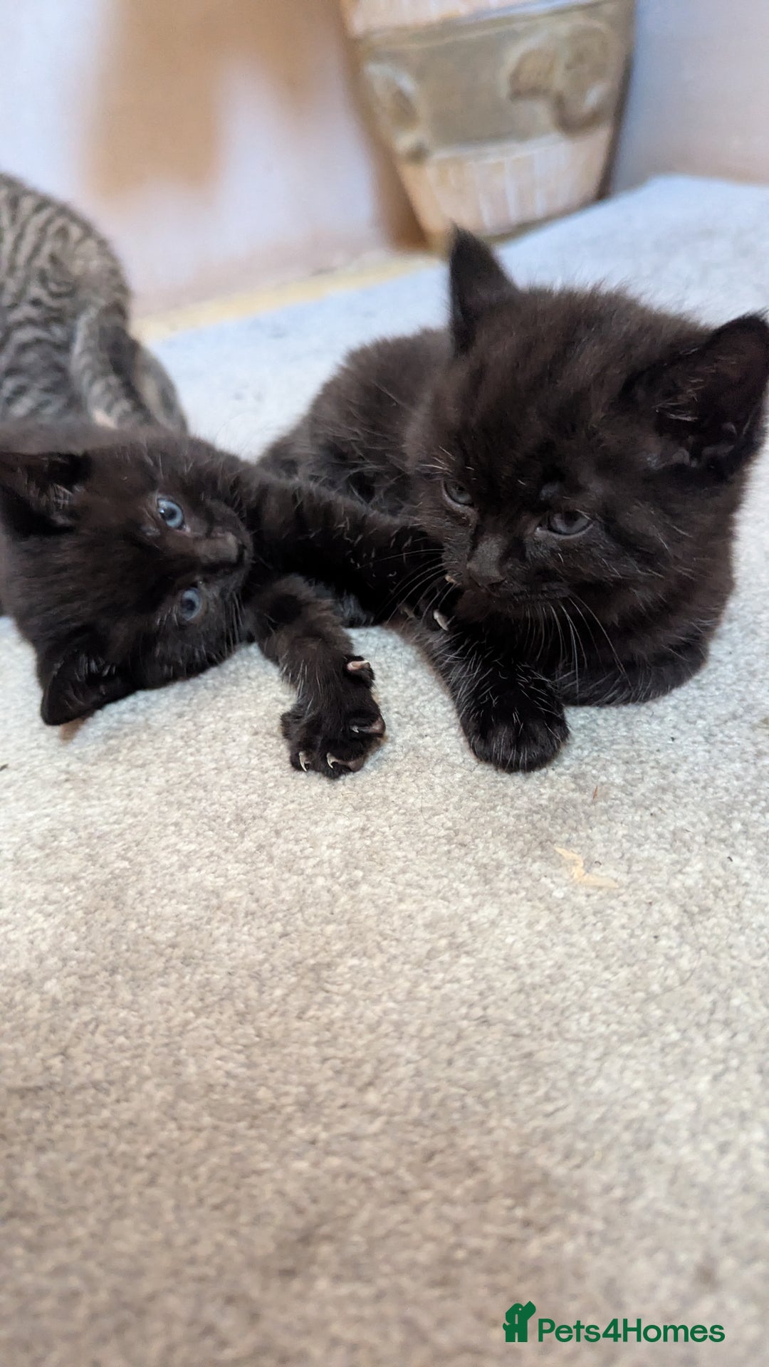 Mixed Breed cats for sale: Boy and girl for news home - Image 8