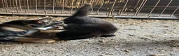 Mixed Breed cats for sale: 3 beautiful boy kittens for sale  - Advert 3
