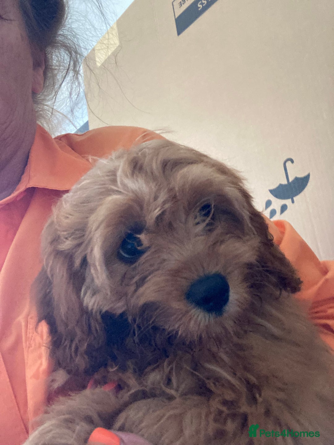 Cavapoo dogs for sale: 🐶🐩STUNNING MINIATURE CAVAPOO PUPPIES🐩🐶 - Image 20