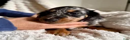 Miniature Dachshund dogs for sale: Miniature dachshund puppies  - Advert 8