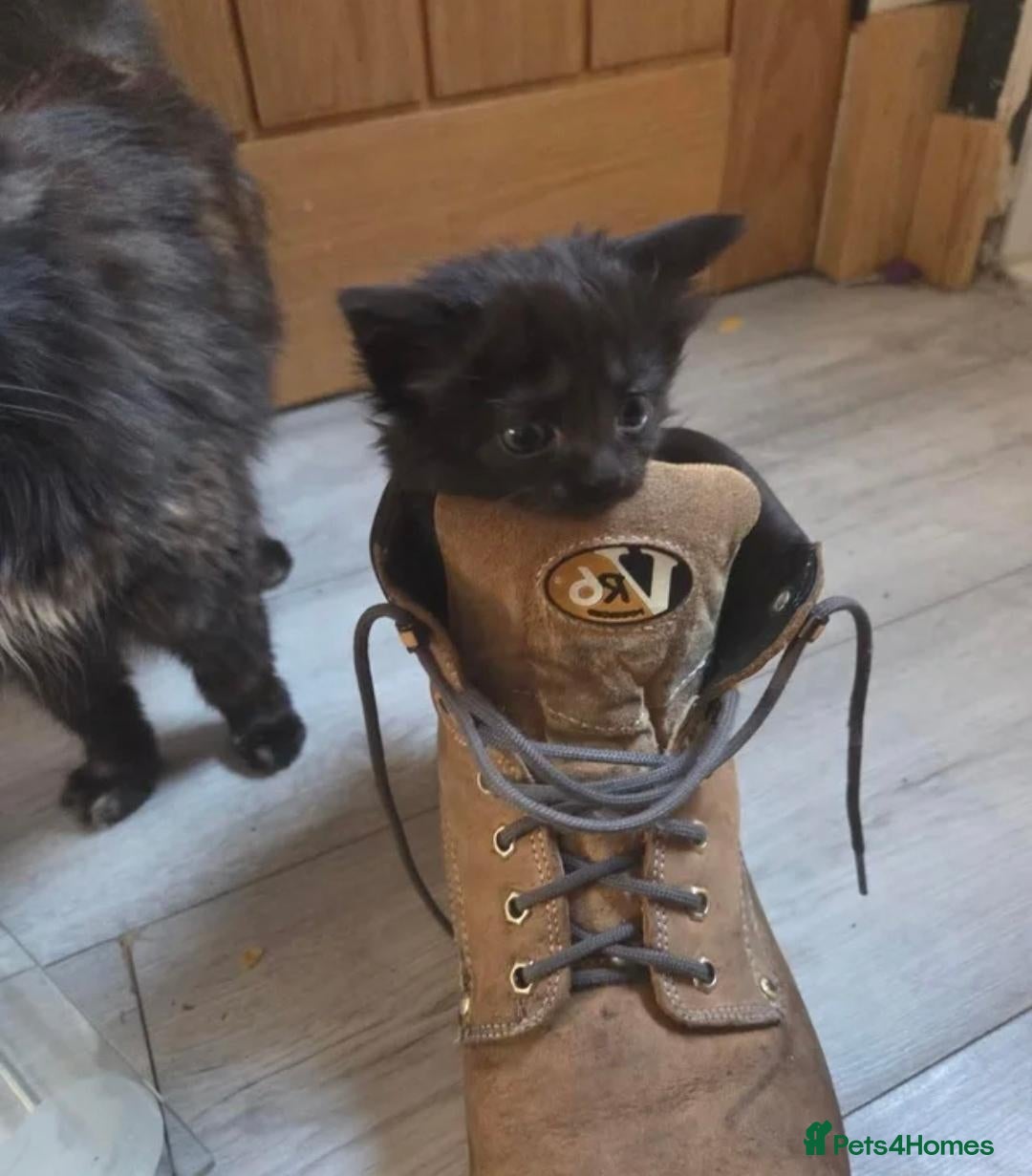 Mixed Breed cats *1 LEFT* 3 fluffy kittens for sale - Advert 2